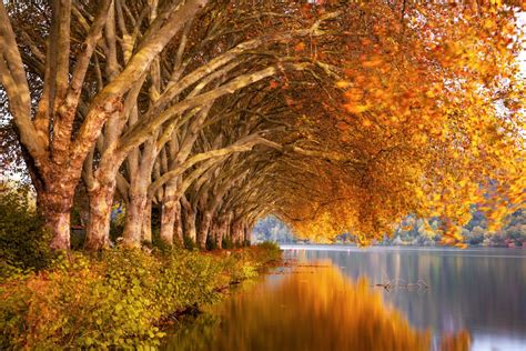 Autumn Trees Reflected In Lake 5k Retina Ultra Hd Wallpaper
