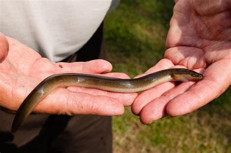 The American Eel International Fish Of Mystery Alliance For The