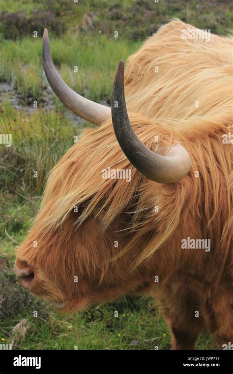 Highland Cow Isle Of Skye Scotland Stock Photo Alamy