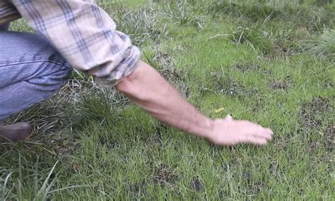How To Make Grass Grow Fast And Fix Bald Spots Hometalk