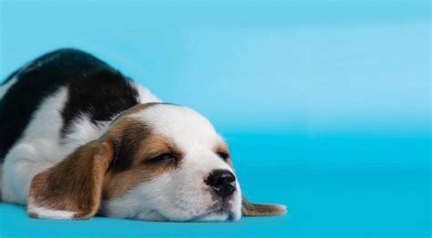 Why Youre Always Tired — 5 Myths Ruining Your Sleep By Aleax Jul