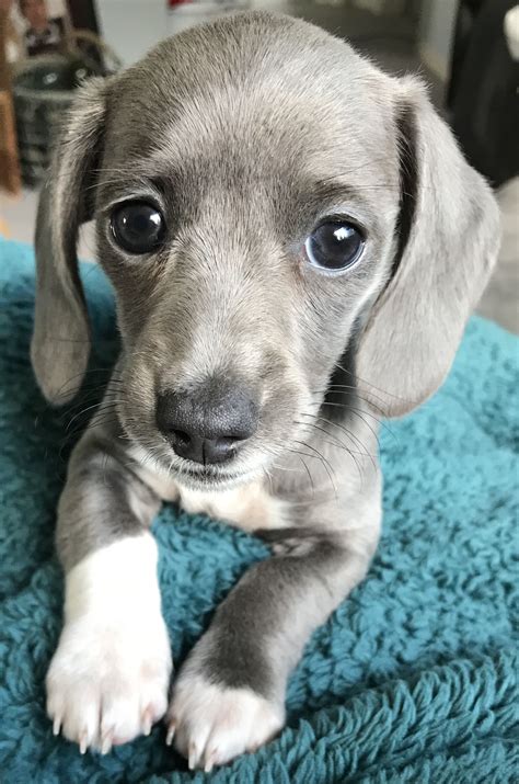 Gray Dachshund Blue Piebald Isabella Dachshund My Puppy Dachshund