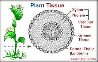 The ground tissue system synthesizes organic compounds, supports the plant, and provides storage for the plant. Plant TissueSSC Special Topic Plant Tissue - Success Mantraa
