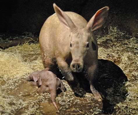 Nace en Bioparc Valencia y por primera vez en España uno de los