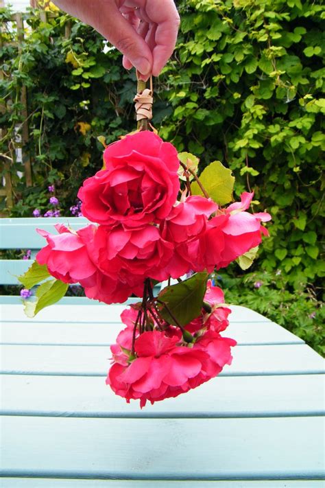 Aug 20, 2021 · next, hang the bouquet upside down in your drying area. 17 Best images about Drying flowers on Pinterest | Gardens ...