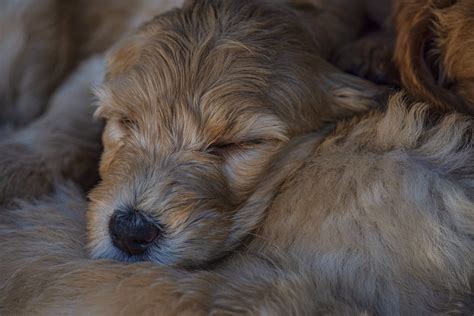 Sleeping Puppy Face Free Stock Photo Public Domain Pictures