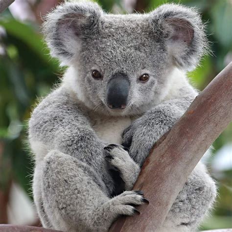 Australian Animals The Koala Free Photos