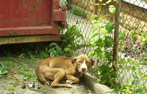 June 7 2012 Abandoned Dog Rescue Michigan Animal Adoption Network