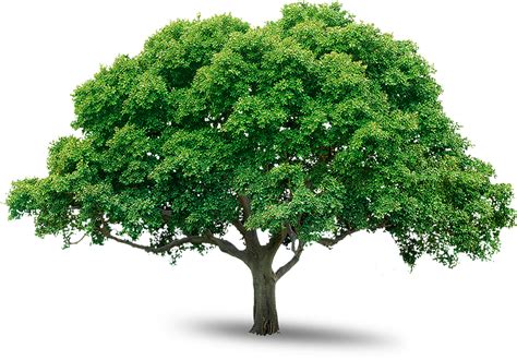 Дерево Png фото