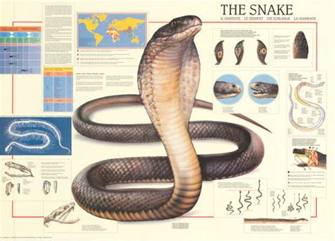 The Snake Reptile Education Poster 27x38 Bananaroad