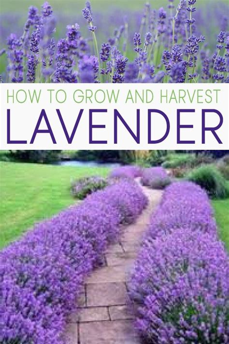 18 Lavender Plants Landscaping Ideas
