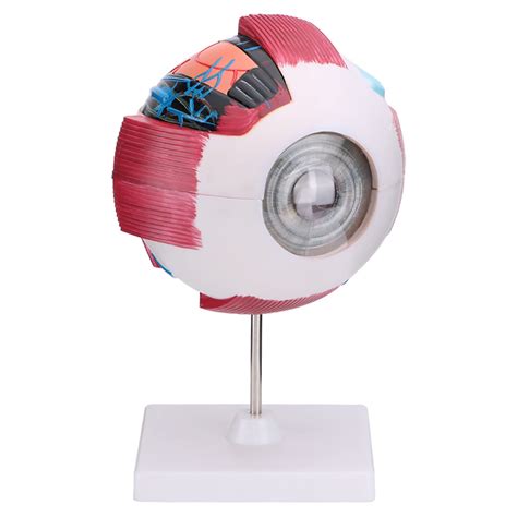 Buy Iksvmsis Eye Ball Model Human Eyeball Model Removable 7 Parts