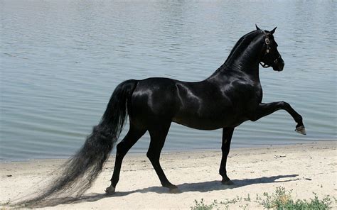 Cute Black Horse Wallpaper Full Hd Pictures