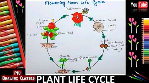 How To Draw Flowering Plant Life Cycle Drawing Diagram Perfectly Easy Stages Of Plant Life