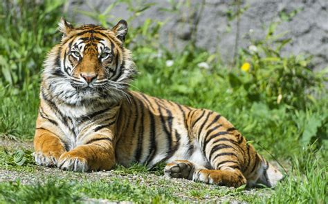 Wallpaper Sumatran Tiger Beautiful Tigress Female 4k