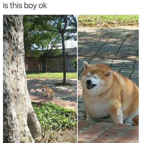 Fat Doggo Does The Deuce Meme By Therealnsa Memedroid