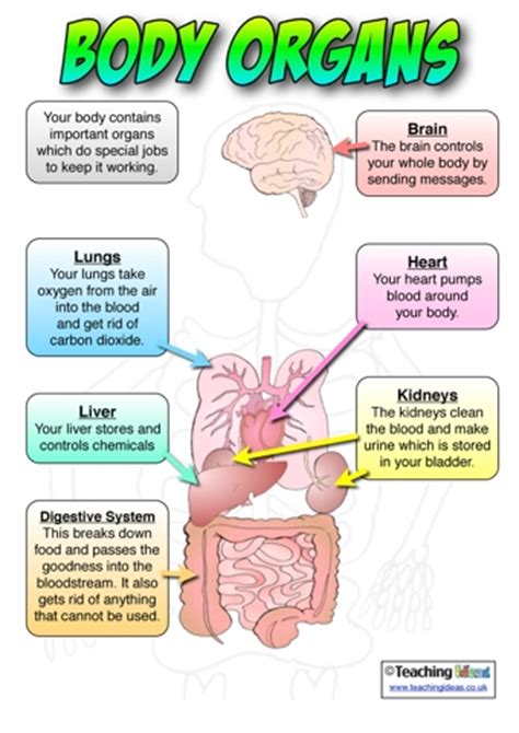 Herpes infection once in the body, as a rule, it does not leave. Body Organs Poster | Teaching Ideas