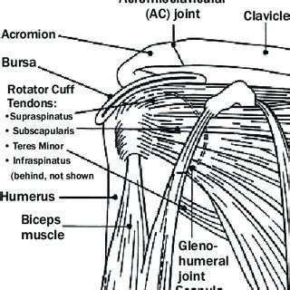Bigliani classification (types of acromion). Classification of the acromial morphology according to ...