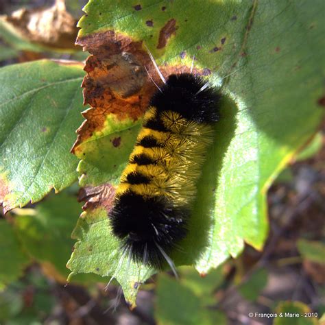 R0014306 Yellow And Black Fuzzy Caterpillar Flickr Photo Sharing