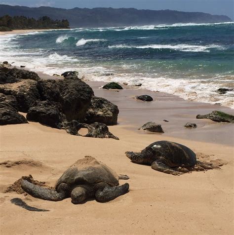 A Must See In Laniakea Beach Beaches LifeatExpedia Oahu Oahu