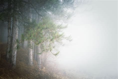 View Of The Foggy Lush Mountain Forest By Lake · Free Stock Photo