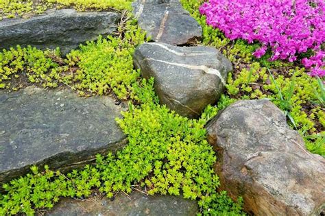 Yellow stonecrop ground cover plants form a brilliant, intense golden yellow carpet that will rapidly spread and fill in, giving you ground cover over a large area in a. Optimal Use of Ground Cover in Landscaping | KG Landscape ...