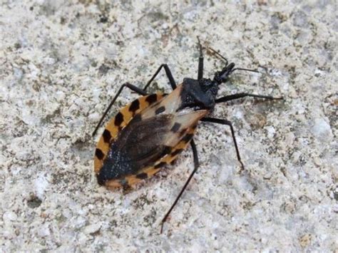 Kissing Bug Which Causes Chagas Disease Confirmed In California