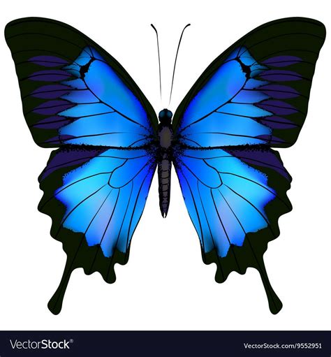 Blue Butterfly Tattoo Big Butterfly Butterfly Tattoo Designs