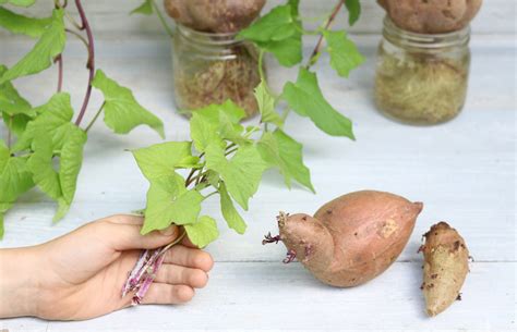 Lynda Hallinans Blog How To Sprout A Kūmara In No Time At All