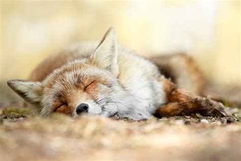 Sleeping Beauty Red Fox In Rest Photograph By Roeselien Raimond Pixels