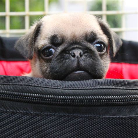 Pug Puppy In Bag Kooky Pugs
