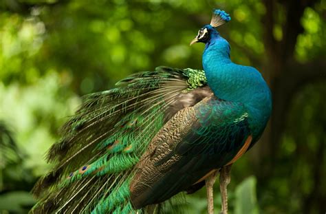 Download Bird Animal Peacock Hd Wallpaper