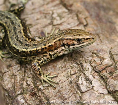 Viviparous Lizard Photographs Reptiles And Amphibians Of The Uk