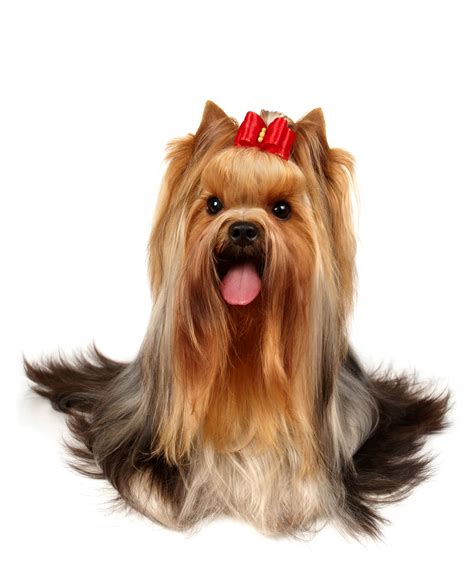 If you aren't going to show your yorkie, this tuft of hair can be clipped shorter to keep the hair completely out of your dog's eyes, or shortened into a miniature pony tail. Types of Yorkie Hair Cuts