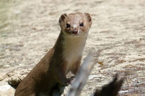 18 Things To Know Before Getting A Weasel As Pet Pet For Sale 玲珑旅游攻略