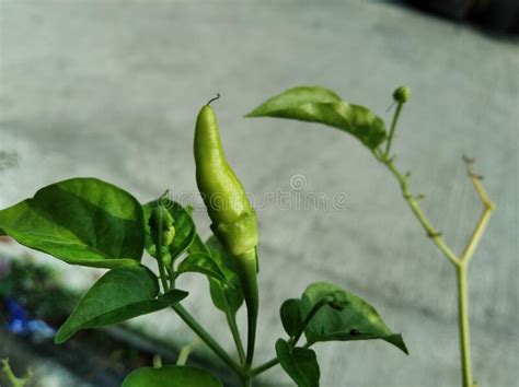 Green Chili Plant With Fresh Green Organic Chili Stock Image Image Of