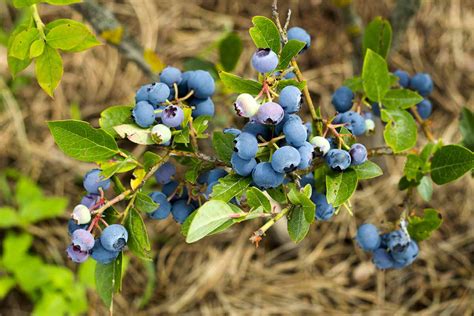 How To Identify And Manage Common Blueberry Pests And Diseases