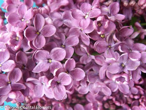 Fragrant Purple And Lavender Local Lilac Oregon Coastal Flowers