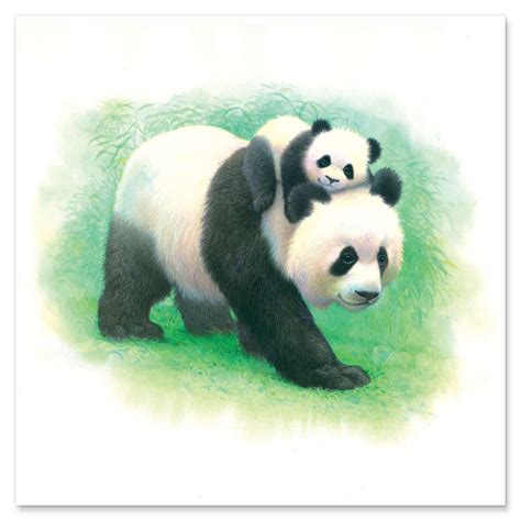 Panda And Baby Print By John Butler Posterlounge