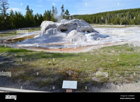 yellowstone national park wyoming june 8 2017 grotto geyser of the grotto group in upper