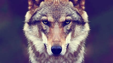 Download Muzzle Stare Face Animal Wolf 4k Ultra Hd Wallpaper