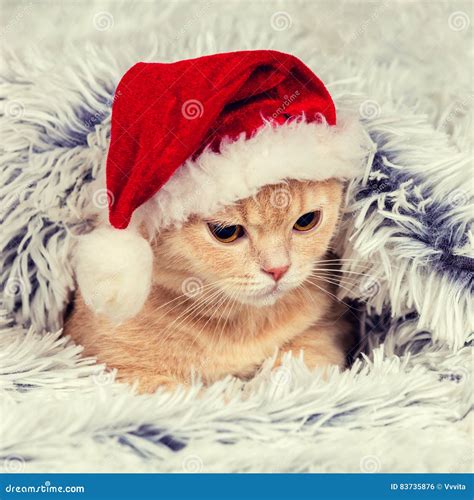 Kitten Wearing Santa Hat Stock Photo Image Of Baby Holiday 83735876