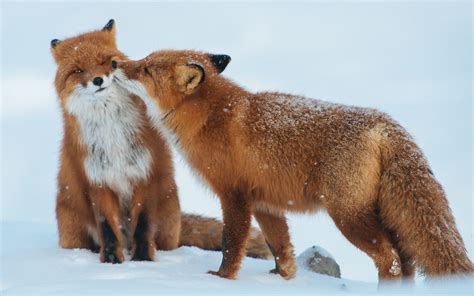 Red Fox Romantic Love Couple Wallpaper Hd 2020 Live Wallpaper Hd