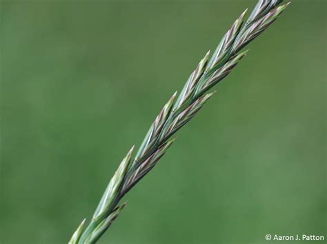 Perennial Ryegrass Seedheads Now And Later Purdue University