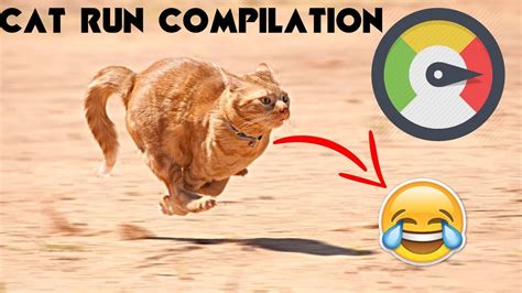 Funny Run Vines Cat Version Funny Cat Run Video Most Hilarious