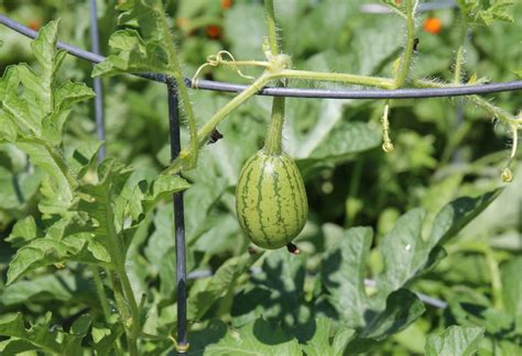 How To Grow Watermelon In A Small Space