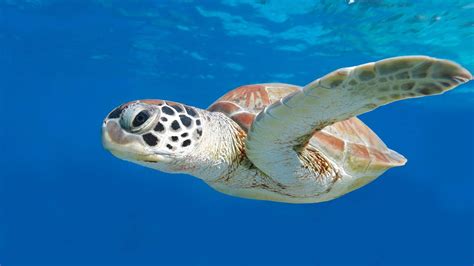 Are Turtles The Coolest Underwater Creatures · Aussie Divers Phuket
