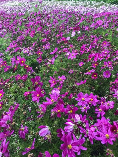 Bed Of Pink Cosmos Flowers Stock Photo Image Of Flowerbed 99389460