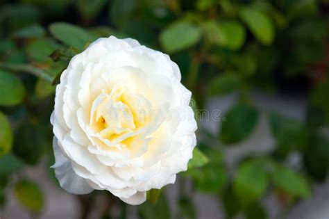 White Rose Blooming Stock Image Image Of Drop Background 261195611