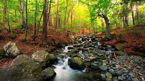 Forest Stream Hd Wallpaper Background Image 1920x1080 Id999458